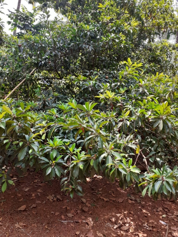 Agriculture Land For Sale for sale in Vittal mangalore