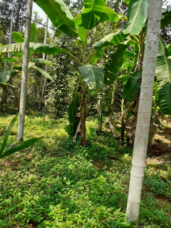 Agriculture Land For Sale for sale in Vittal mangalore