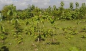 Residential Land